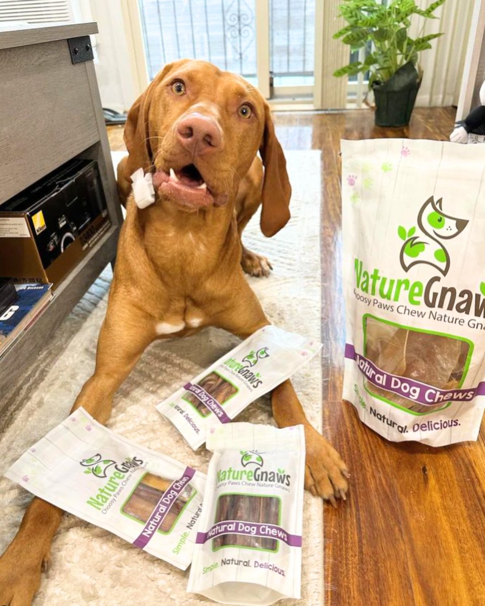 🎉🐾 A huge round of ap-paws for our pawesome #gnawlentine photo contest winner, Anubis! 🏆 Your captivating charm and undeniable charisma have won over our hearts 🐾🎉 

Model 📸 @anubis_the_vizsla_

#dogtreats #chickenjerky #jerkydogtreats #chewsticks #naturegnaws
