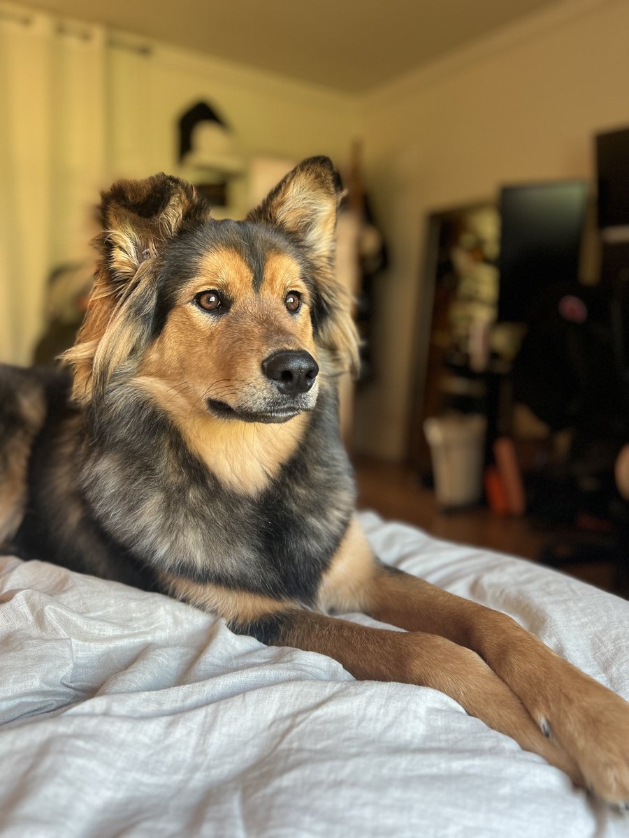 ‼️MISSING DOG. LARGO VISTA/ LLANO, CA!‼️ 
Our dog, Judge, is missing! He got out of our friends yard and is wandering around with another black dog. Please keep an eye out and let me know if you find them!