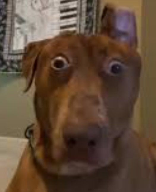 ניב 🍉 Niv (@evette1111) on Twitter photo 