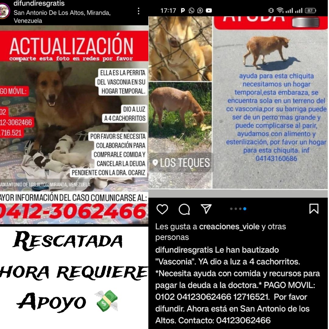 #AyudarNosHaceBien  #Rts #AdoptaNoCompres #Ayuda #LosTeques #Miranda 👉🐶, fue rescatada #Urge #Apoyo para cubrir gastos Veterinarios y comida 👇 Datos 👉🐶🐶🐶 #Difundimos @abecapriles @adrinunhes @CAROLPUERTAS @SoyGabyMirabal @omarpy20 @tostonsito1 @URUGUAYAENVENEZ @milenblue