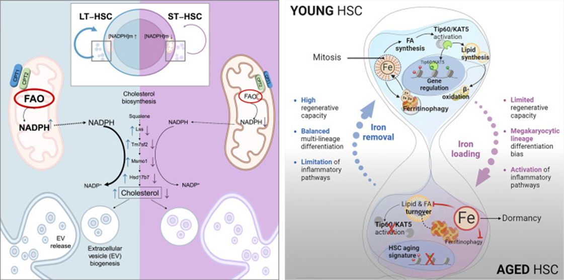 EinsteinSCI (@einstein_sci) on Twitter photo Exciting news! Two papers from <a href="/Einstein_SCI/">EinsteinSCI</a> were published consecutively in <a href="/CellStemCell/">Cell Stem Cell</a> with groundbreaking findings on metabolic controls for proper HSC self-renewal. Congratulations to <a href="/The_Will_Lab/">Britta Will</a> and <a href="/The_Ito_Lab/">Keisuke_Ito_Lab (Old)</a>! bit.ly/3IxxAZY; bit.ly/48NIKUW Exciting news! Two papers from <a href="/Einstein_SCI/">EinsteinSCI</a> were published consecutively in <a href="/CellStemCell/">Cell Stem Cell</a> with groundbreaking findings on metabolic controls for proper HSC self-renewal. Congratulations to <a href="/The_Will_Lab/">Britta Will</a> and <a href="/The_Ito_Lab/">Keisuke_Ito_Lab (Old)</a>! bit.ly/3IxxAZY; bit.ly/48NIKUW