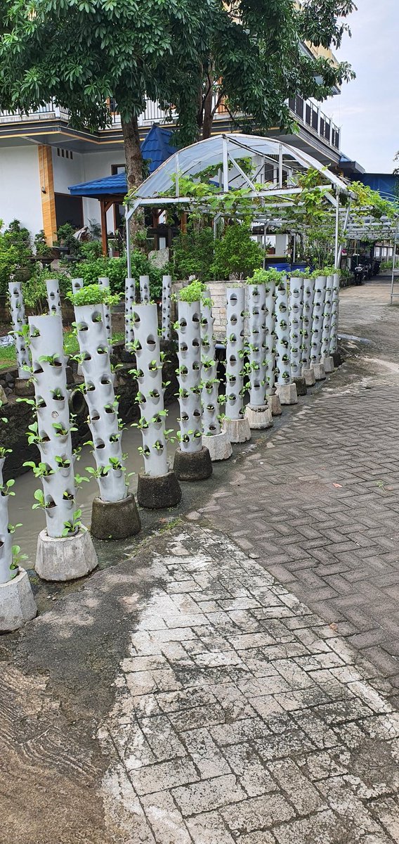 jadipossible's tweet photo. "Bang, bisa ditanami apalagi?"

No pict hoax kan?

Ini msih baru tanam beberapa hari.

Kalian pasti tahu yg selada mana, coba tebak tanaman yg satunya lagi itu tanaman apa? 😁 https://t.co/TxbaFOi5v6