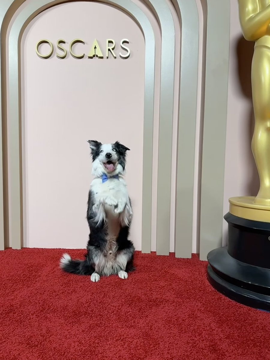 This good boy was ROBBED for best supporting actor.