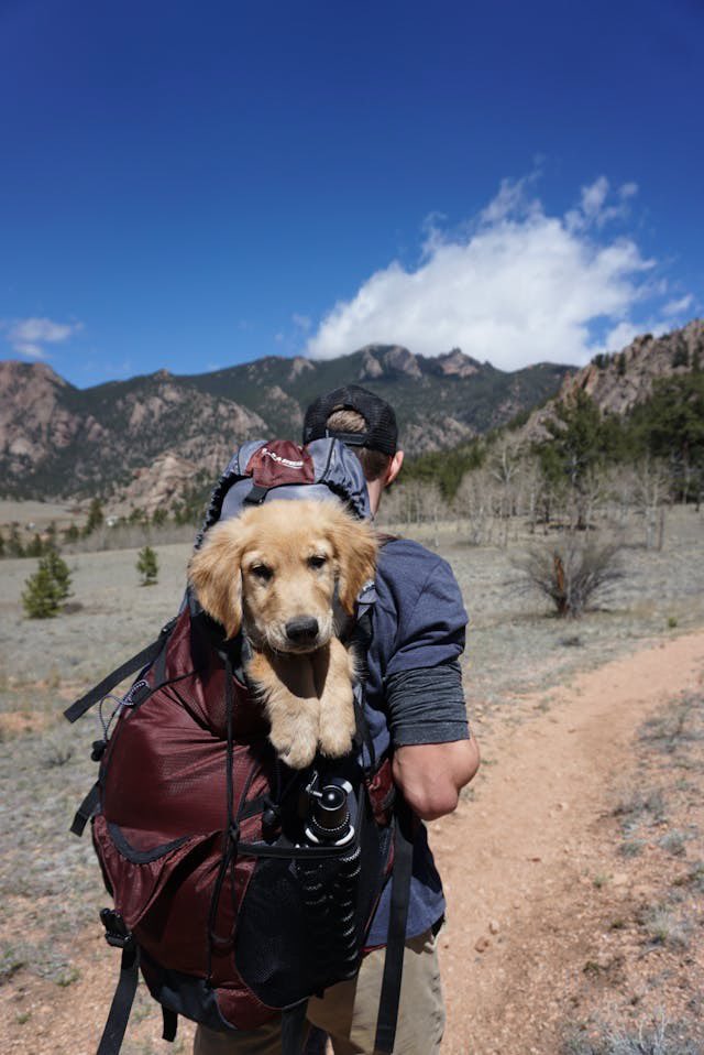 A dog’s sense of smell is a valuable asset in the woods, helping them navigate, detect danger, and even find their way back if lost. Trust your pup’s instincts on your next wilderness trek! #WildernessSkills #Dog