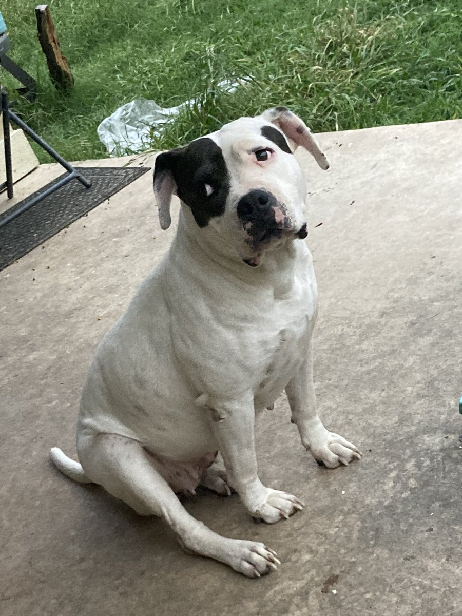 Sitting outside trying to relax but this girl wants attention 24/7 #furbaby #Cutestdog