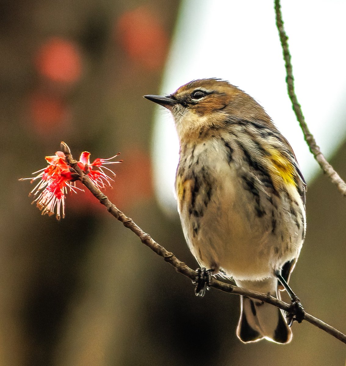 SandraBirdlover's tweet photo. In the arrivals lounge of spring migration, hello yellow-rumped warbler at Central Park Pool this PM! 🙏 for 👀 kitsune22530546… let the chase begin! #birdcpp #BirdsSeenIn2024 #warblers #LightsOutNYS #ProjectSafeFlight https://t.co/mWhQY63fua