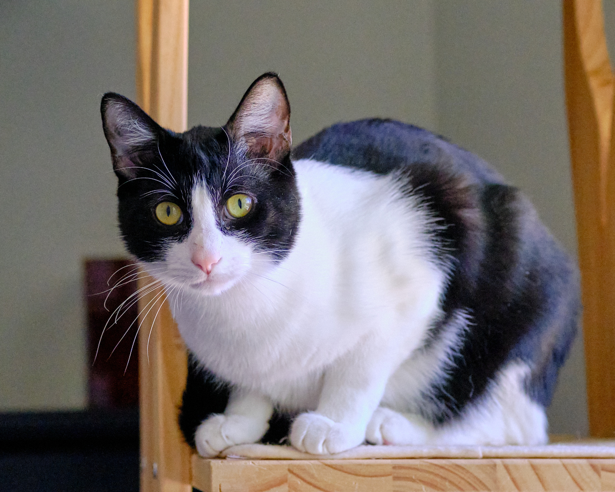 #SanJoaquin Co, CA: Hi, my name is SPOT (because I’ve got these cool black spots mixed in with my white coat). I've been waiting for a home since May 2021.  I’m a 4-year-old friendly male...
adoptrescuecatsinca.com 

#adoptdontshop #cats #SanJoaquinCounty #Lodi #Acampo #Calif
