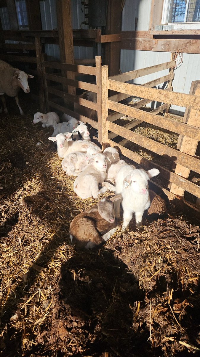 Nothing says spring like a pile of lambs enjoying the sunshine ☀️ Just a sampling of the 117 Katahdin lambs born on our farm this month!

#watsonfarms #lambsofinstagram #sheepofinstagram #illinoisfarmlife #futuresolarsheep #springlambs #katahdin #sheepproduction