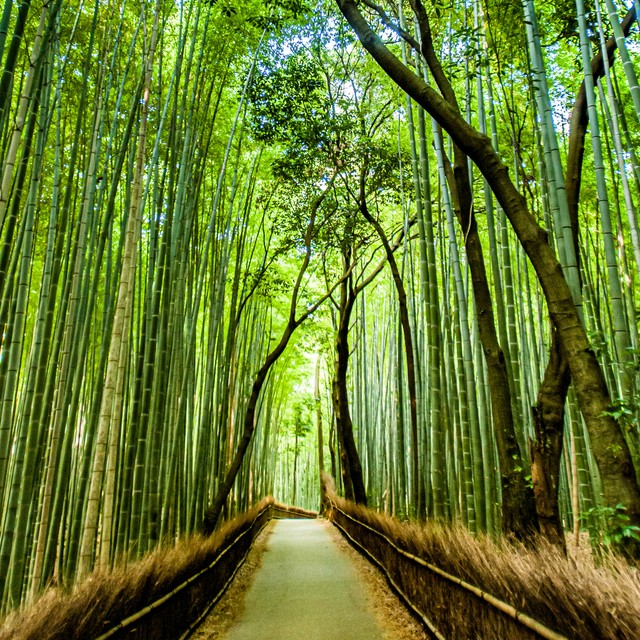 The Puzzle Box vision board: locations edition 1: Columbus Park in NYC 2: The Imperial Palace in Tokyo 3: Forests of Hakone 4: Kyoto