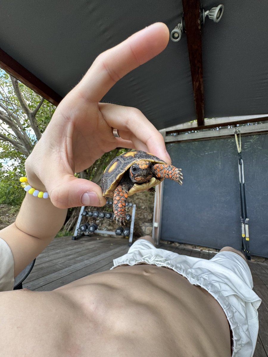 OliverMoy's tweet photo. met this lil guy https://t.co/k6rxnd5KC5
