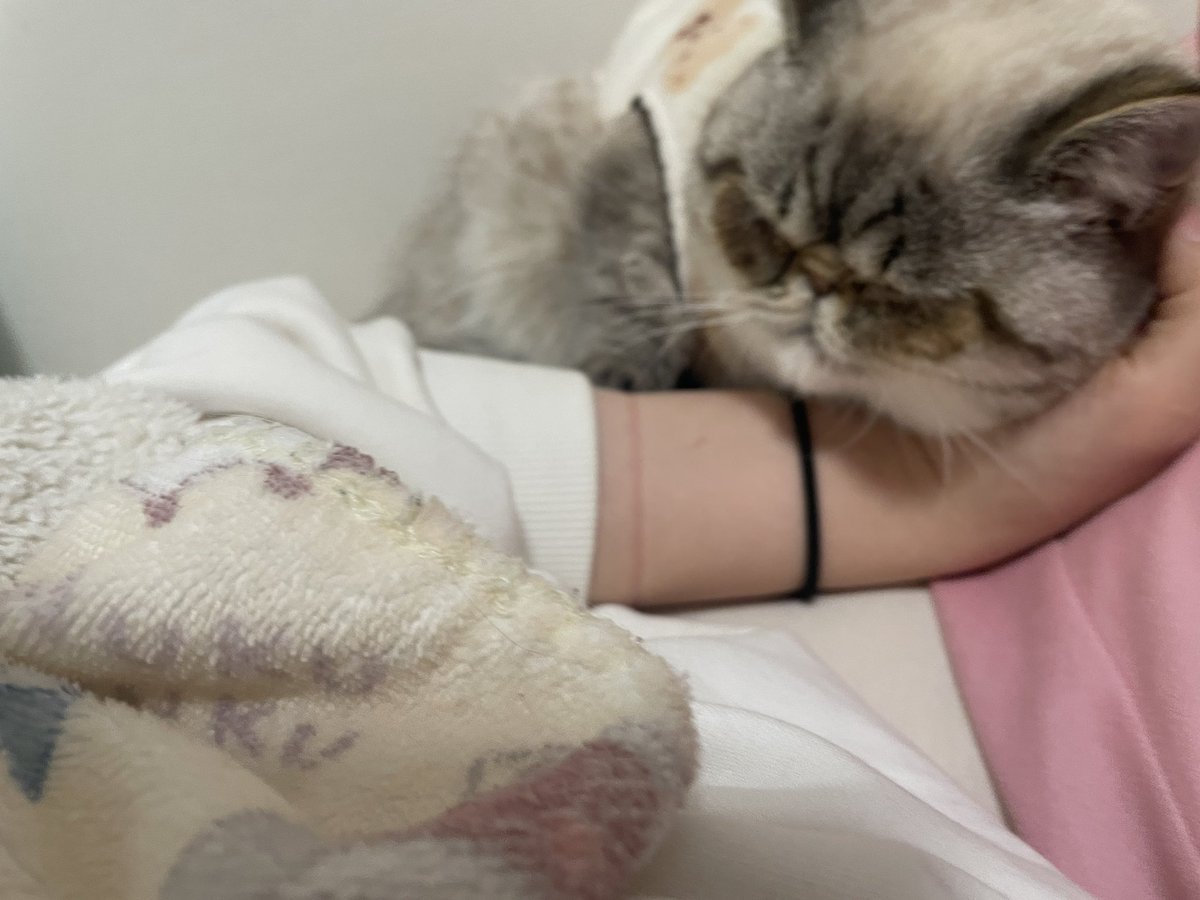 tukusi76's tweet photo. ちろちゃん毎日添い寝してくれます🐈🌟#猫のいる暮らし #エキゾチックショートヘア https://t.co/EBp8Rhw48S