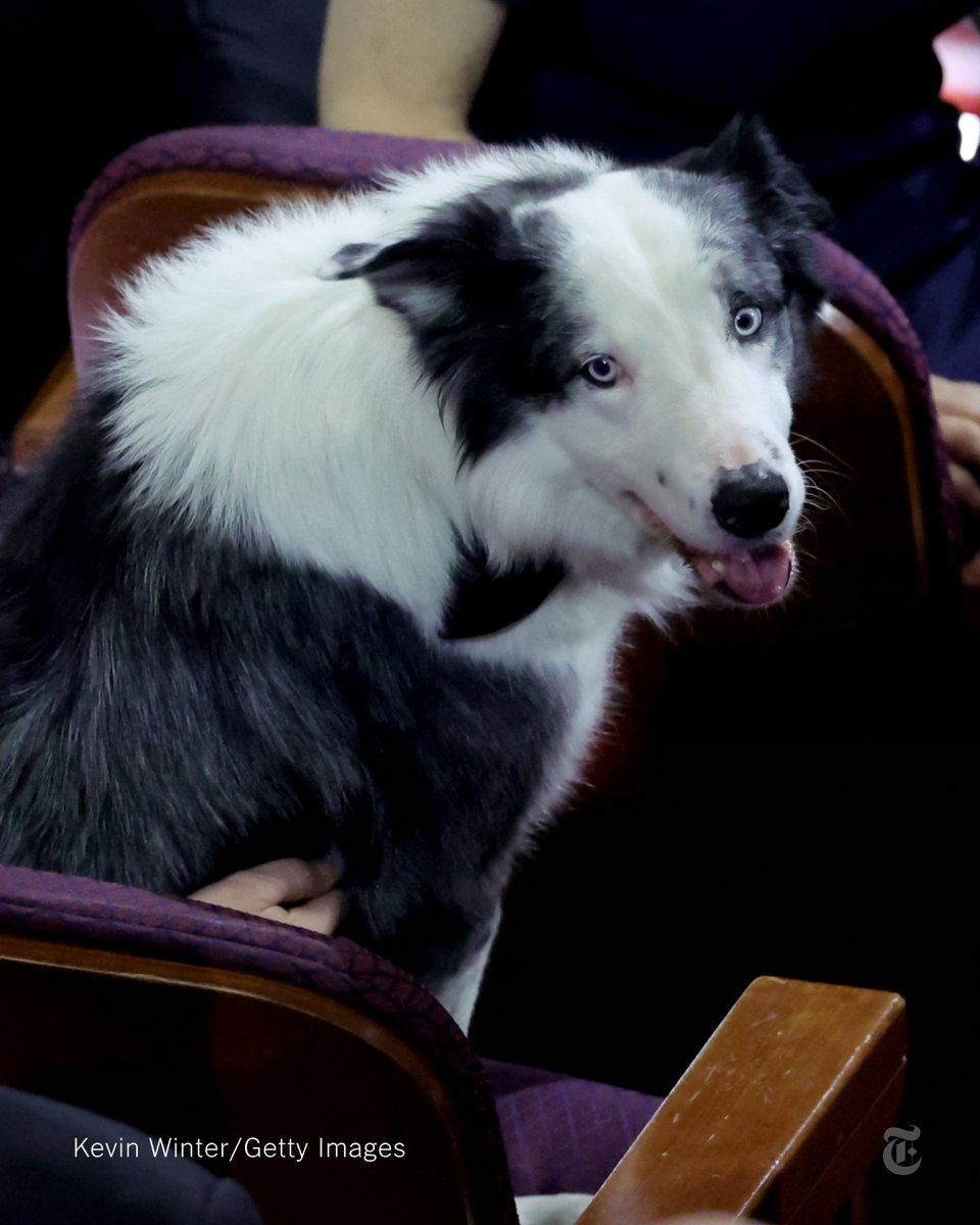 Messi, the Border collie who plays Snoop in the French courtroom thriller “Anatomy of a Fall,” was spotted in a plush red seat at the Oscars with a bow tie around his neck. nyti.ms/3IxzLN8