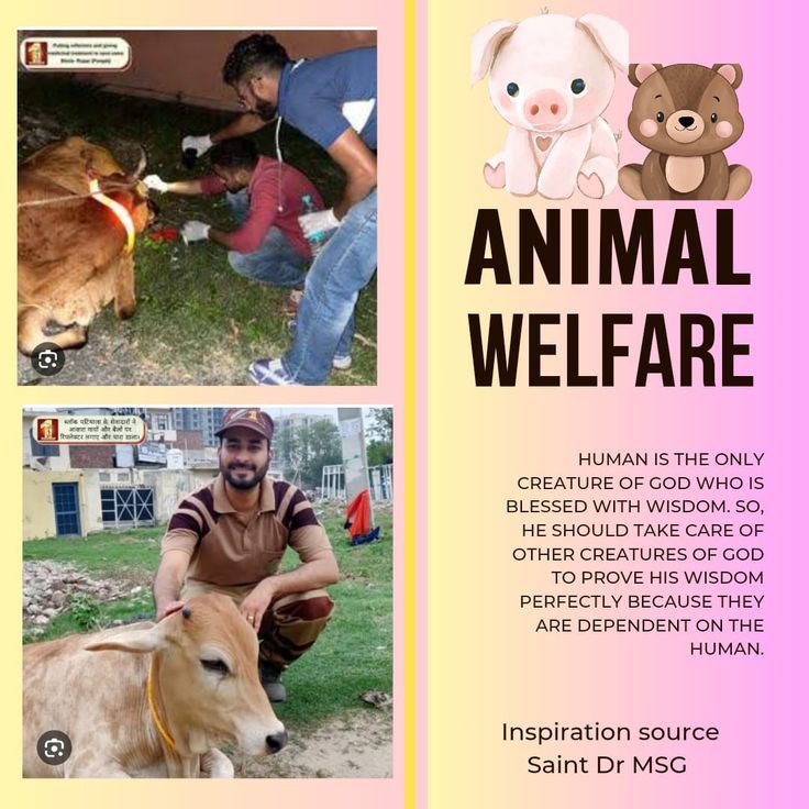 To ensure the safety of animals #SafeRoadSaveLives initiated by Saint Gurmeet Ram Rahim Ji 🙏🙏💐under which volunteers tie reflectors in neck of animals also remove carcasses from road #AnimalWelfare #AnimalWelfare