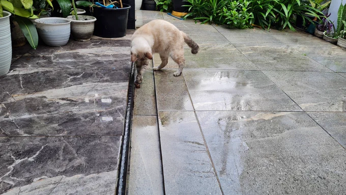 this cat treated this poor snail like a toy and acted cute when I approached her(I took away the snail) 