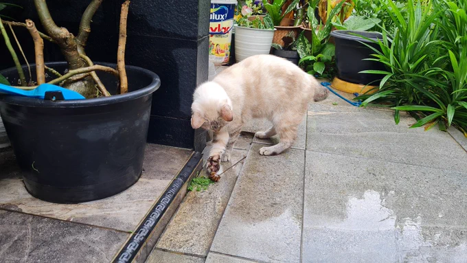 this cat treated this poor snail like a toy and acted cute when I approached her(I took away the snail) 
