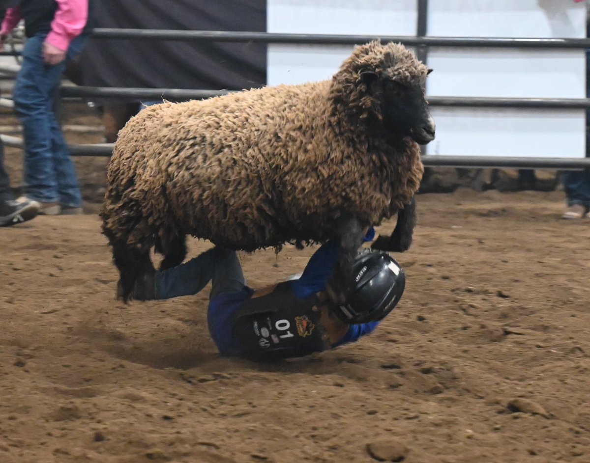 marksmemories's tweet photo. Wintershow mutton busting https://t.co/9xtWaZDWNA