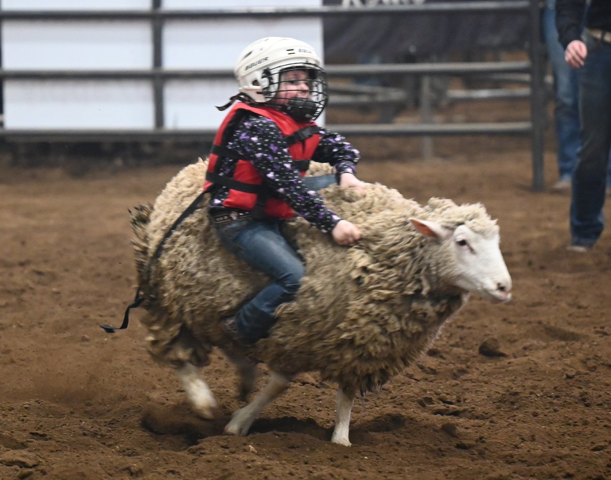 Wintershow mutton busting