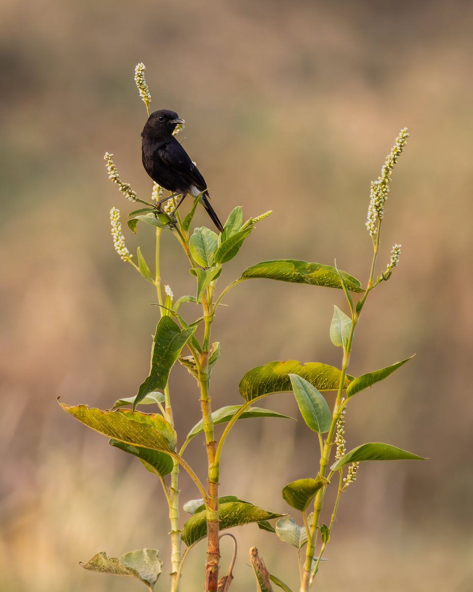 Vanish your Monday blues with this pic #happymonday #indiAves #piedbushchat #birdphotography #birding #birdwatching #BirdsOfTwitter