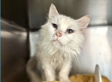 Yes dear people the truth shall out & 'Snowstorm' knows what rescue is about! Only Maine Coons Rescue did the deed & saved this #NewYork boy & saw the need! If you pledged for this dear you can honor your pledge right here: omcrescue.org/info/donate Thank you! 😺👏💞👍