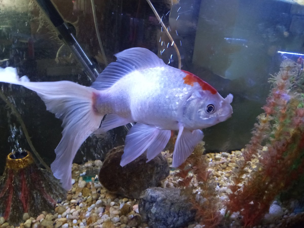 beastrons's tweet image. It was a big day, I got a water change. Just wanted to say good night beastronic humans.