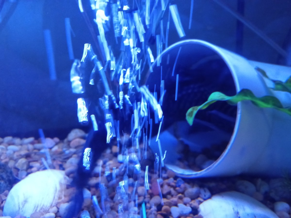 plecothoughts's tweet image. I had my water change earlier today. So I must go do my nightly adventures, see you all later humans.