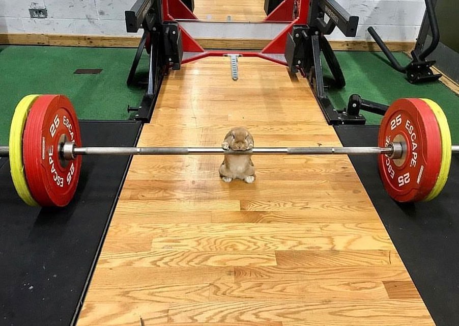 Why you should have a rabbit tweet media