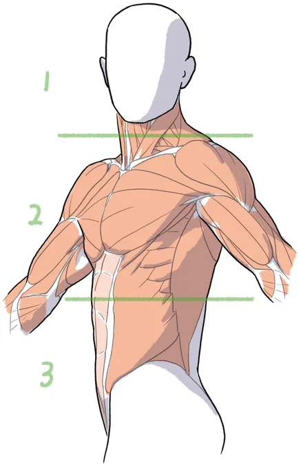 胴体をひねった姿勢は頭、胸、腹に分けて考えると向きや角度を整理しやすくなります 