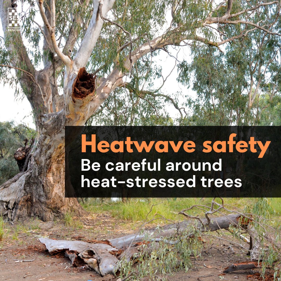 From Sat-Sun, we had 80+ trees down across SA. More heat = more trees down Stay safe by not parking cars/setting up camp under them. Seek out alternative shade options away from them More tips: ses.sa.gov.au/heatwave Life-threatening emergency: 000