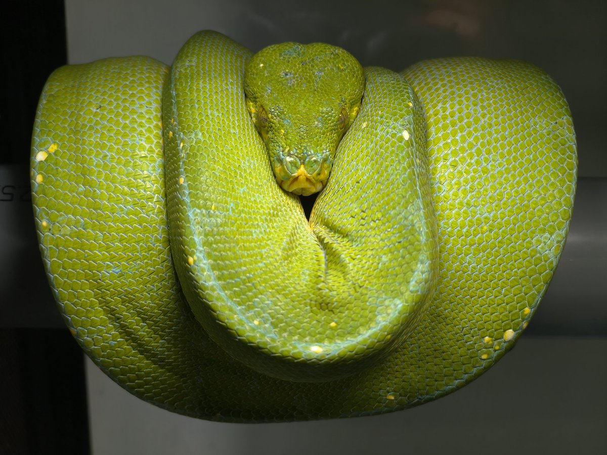 X.T Reptiles & Specimens Studio tweet media