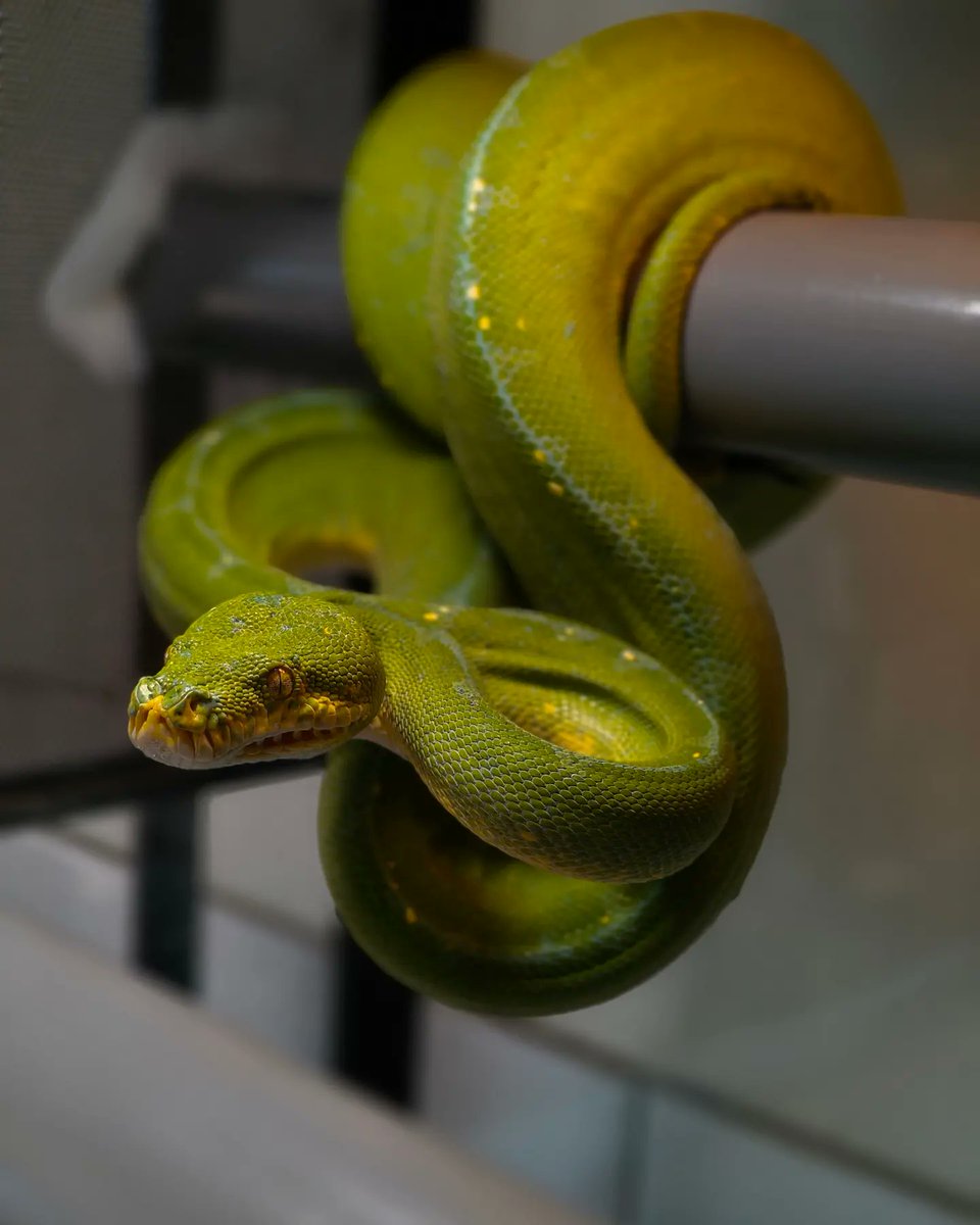 X.T Reptiles & Specimens Studio tweet media