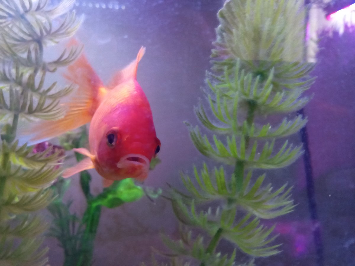 trailerparkfish's tweet image. We just wanted to say Hi humans, we had a busy day that included a water change. We will see you all tomorrow. Good night humans.