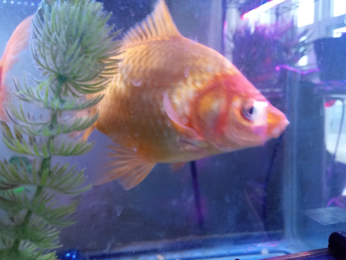 trailerparkfish's tweet image. We just wanted to say Hi humans, we had a busy day that included a water change. We will see you all tomorrow. Good night humans.