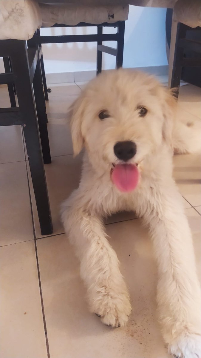 PERRITA PERDIDA!!! Porfa rtw. Si no aparecen dueños se busca tránsito y se da en adopción. 🙏🏼🙏🏼 <a href="/VivireNuevaCba/">VivirenNuevaCórdoba®</a>