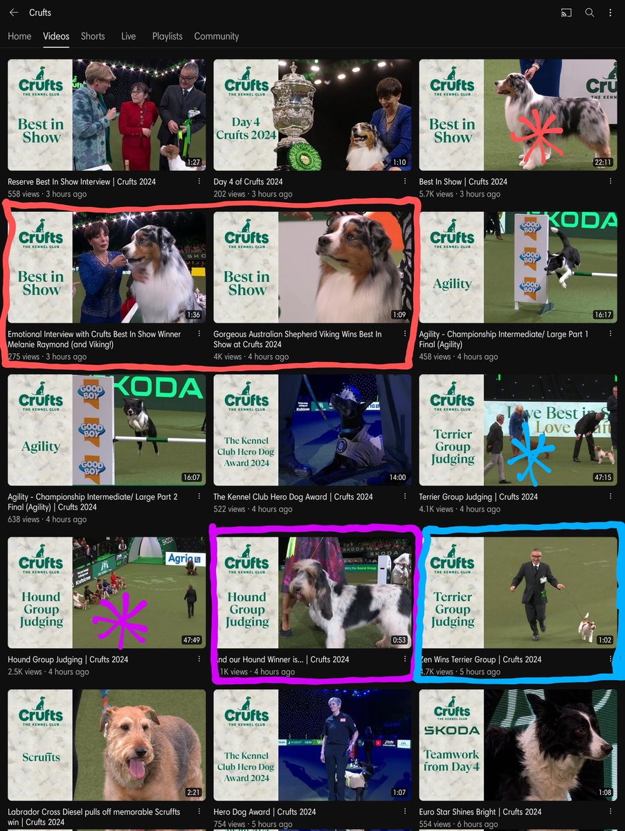 CMTerSam's tweet photo. @Crufts FUMING.  Your YouTube has completely SPOILED the Hound, Terrier &amp; BIS judging by having thumbnails clearly showing the winners. To add, these winner videos were posted BEFORE the actual Judgings! How is that fair? Completely ruined 😢🤬 #Crufts  #Spoilers #Spoiler https://t.co/eQuukFIw7e