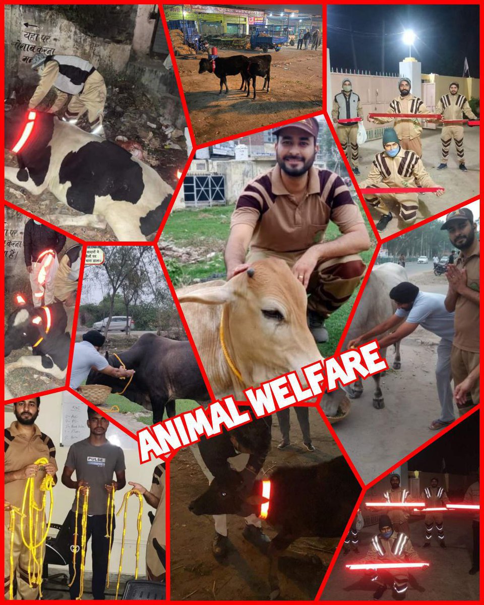Narotam173's tweet photo. Accident r increases dy by dy on road sides with animals So,Dera Sacha Sauda volunteers have helped &amp; save many animals lives along with to ensure #RoadSafety they put reflector belts on stray animals they are doing #AnimalWelfare  under the pious guidance from Saint MSG Insan. https://t.co/6UpVSRTrgr