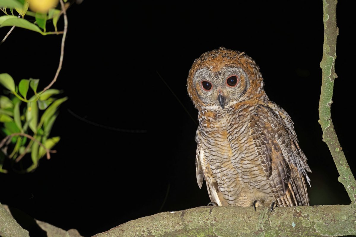 'In a world where you can be anything, be kind and thoughtful.' Mottled Wood Owl #TwitterNatureCommunity #IndiAves #NaturePhotography #BBCWildlifePOTD #NatureBeauty #BirdsOfTwitter #Birds2024