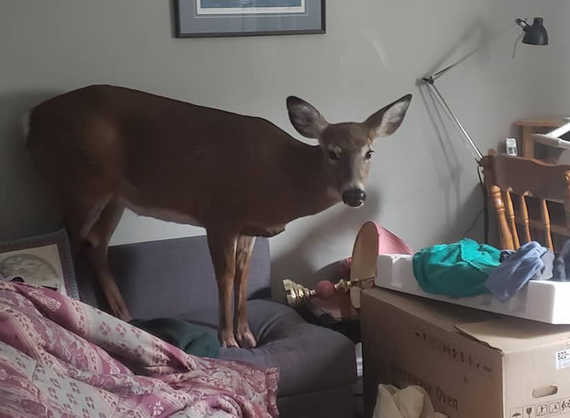 deer idiot woman stupid tweet media