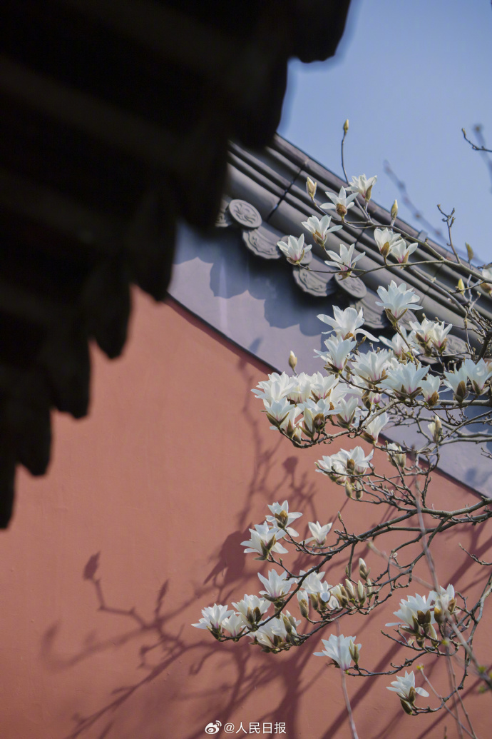 ChinaUnveiling's tweet photo. 3月10日，浙江杭州錢王祠，白玉蘭花綻放，在紅墻的映襯下，清新淡雅。 https://t.co/UK2OsAWiCq