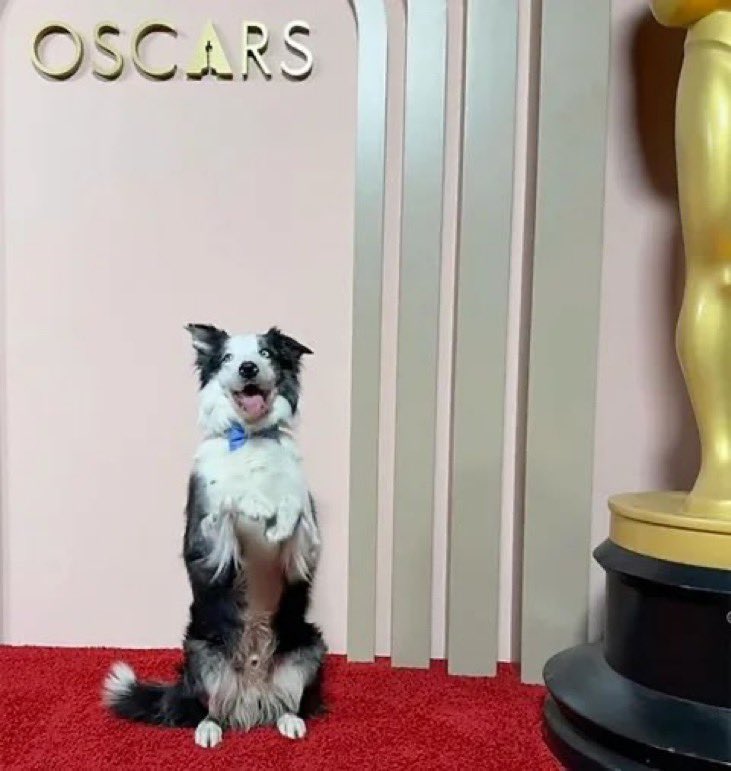 AGiraudG's tweet photo. El #Oscar a la mejor película, guion, actores, sonido etc etc es para…. #Corpoelec con el film #ApagonTotalEnMaracay #Sinluz #NocheDeOscares #FullCalor #FullZancudos 🦟 https://t.co/ys4E95oTw9