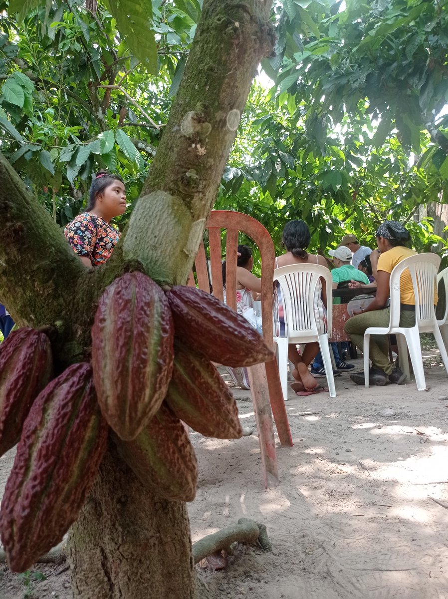 AlianzaSta's tweet image. Están los campesinos en Cesar listos para una transición? Qué necesitan, y qué pueden aportar? Cuál es su idea de transición? #CesarSinFrackingySinGas habla con comunidades sobre #Agroecología