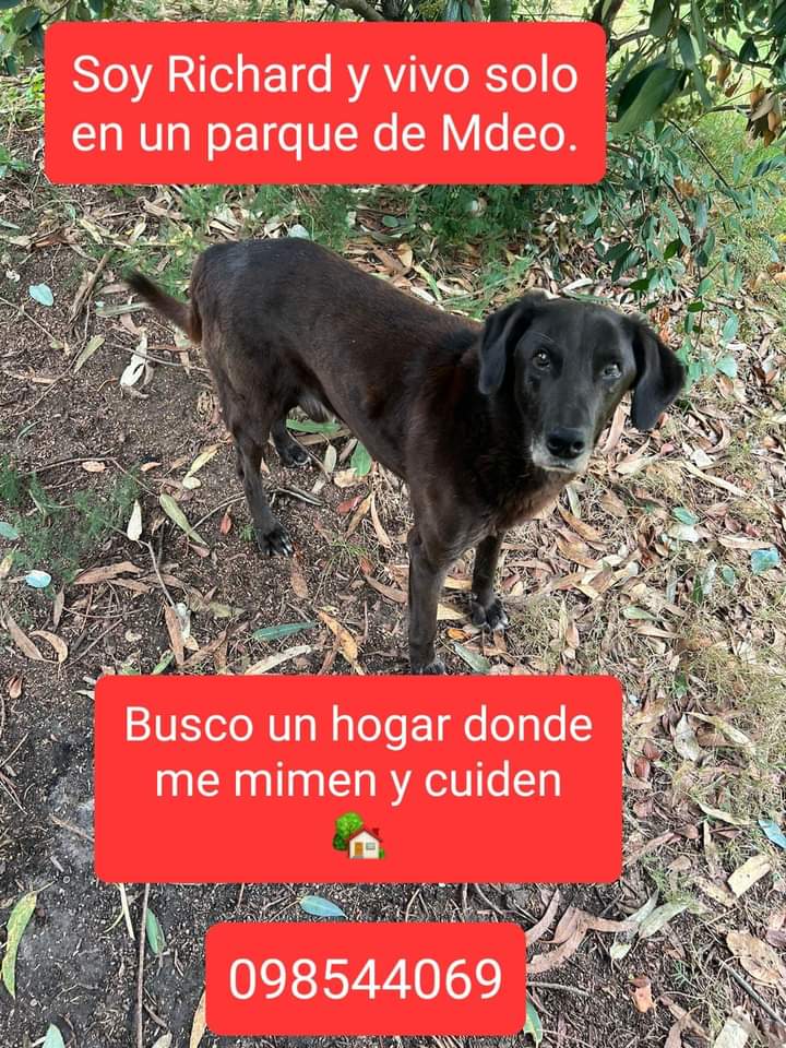 BelvedereGatos's tweet image. No gano La sociedad de la nieve, no se olviden de mi y compartan amigos a lo mejor yo gano un hogar para siempre!!! 🤞🐶🤞
