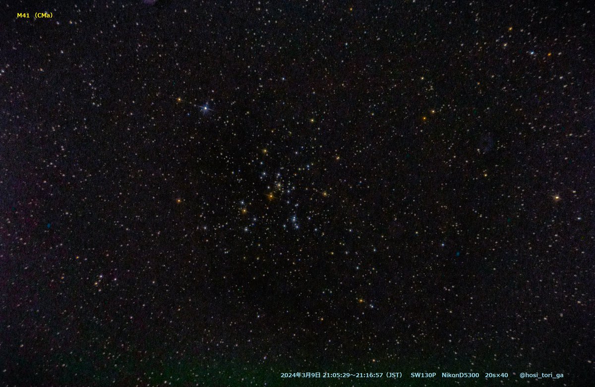 hosi_tori_ga's tweet image. M41 おおいぬ座の散開星団
＃SW130P
#NikonD5300