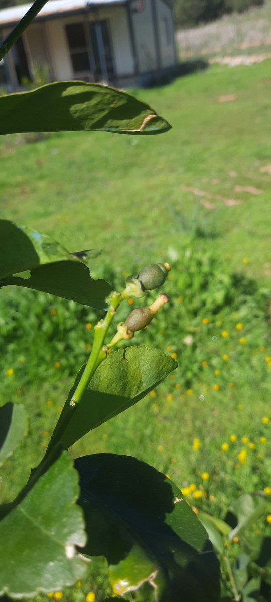 Lime limonlar geliyor.
#lime #limelimon #passiflora #peppino #kekik #adaçayı #lavanta #kayaköy  #dogaltarim #sirke #narsirkesi  #keçiboynuzusirkesi
#bloodlime #goldenberry
#sıfırkimyasal
#temiztarım
#sağlıklıgıda