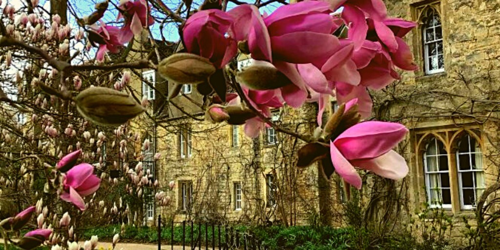 oxfordalumni's tweet photo. @WorcCollegeOx magnolia looking stunning at the moment. 💮

Use your My Oxford Card to visit all the University of Oxford college gardens in full spring bloom at the moment: ➡️ https://t.co/ksF2YImkUS

#OxfordBlossom #OxfordSpring https://t.co/QU7lpYnSEL