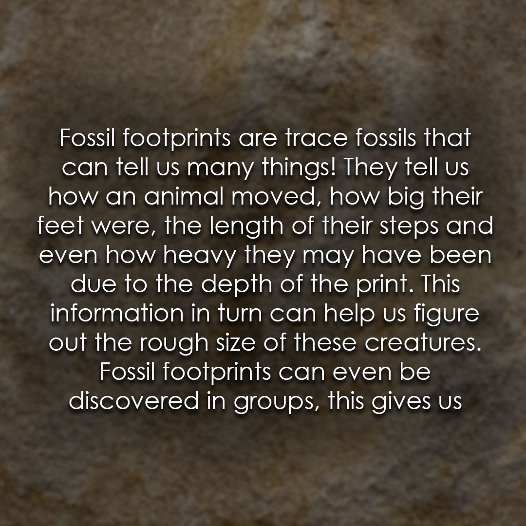 TEC_Kimmeridge's tweet photo. Have you ever seen a dinosaur footprint?! #fossils #dinoprint #dinosaurs https://t.co/INzrfuTYcJ