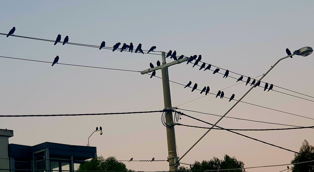 WhipEyE's tweet photo. A local unkindness...
@kdlang https://t.co/aeRmafQf7K
