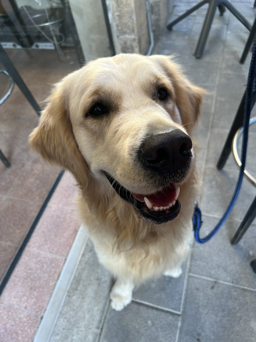 It’s hard to have the blues on Monday with this face looking at you. To be fair, there was cheese involved. ❤️Finns mom #MondayMood #dogsoftwitter #GoldenRetrievers