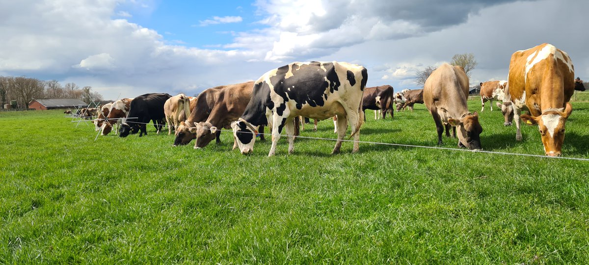 Pure Graze Benelux tweet media