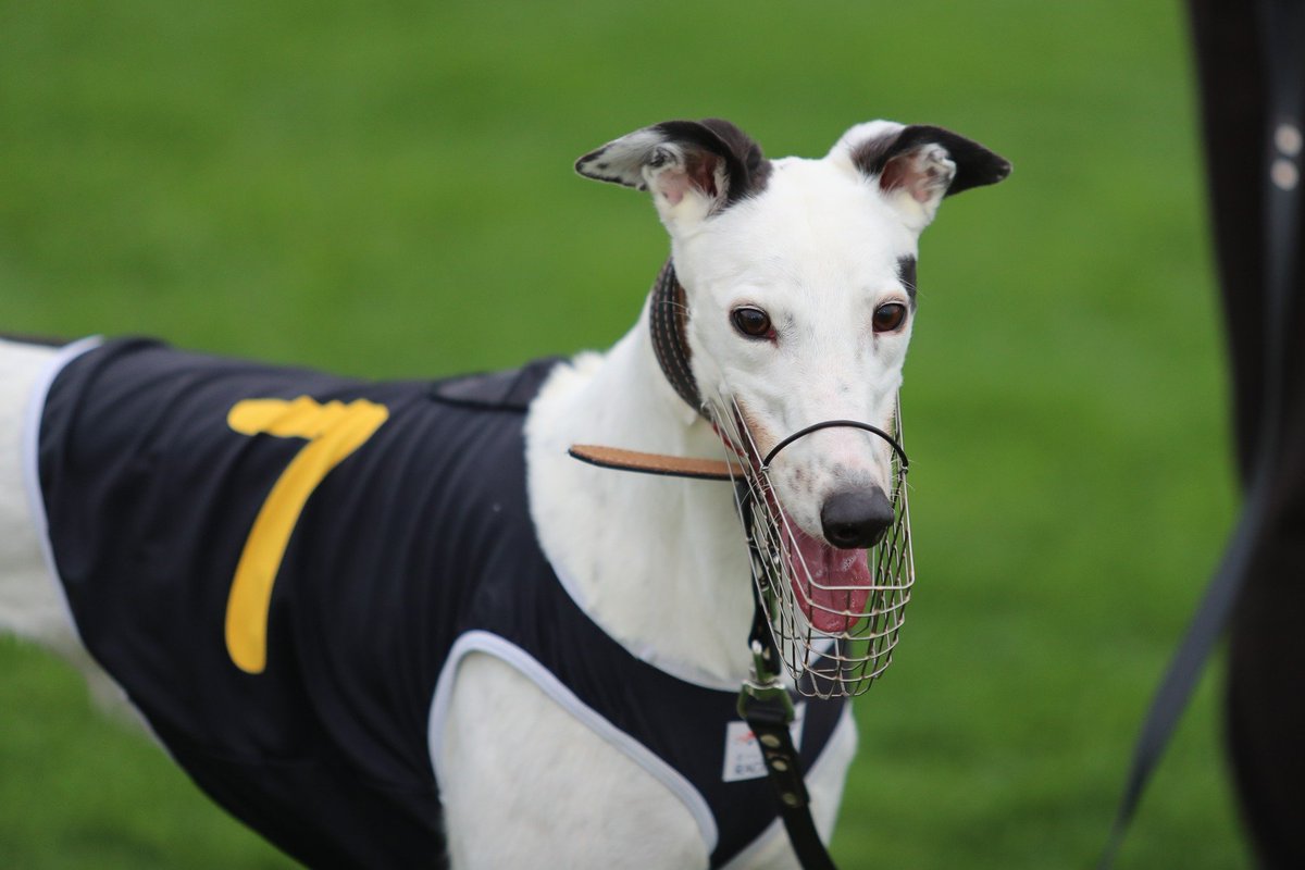LEARNING LINGO
Lesson #192 - Bookies chance

A term not used so often these days as independent bookies become more rare, a bookies chance would be a roughie that one bookie would keep under the odds of other bookies as that's their upset chance.

#weloveourdogs #greyhoundracing