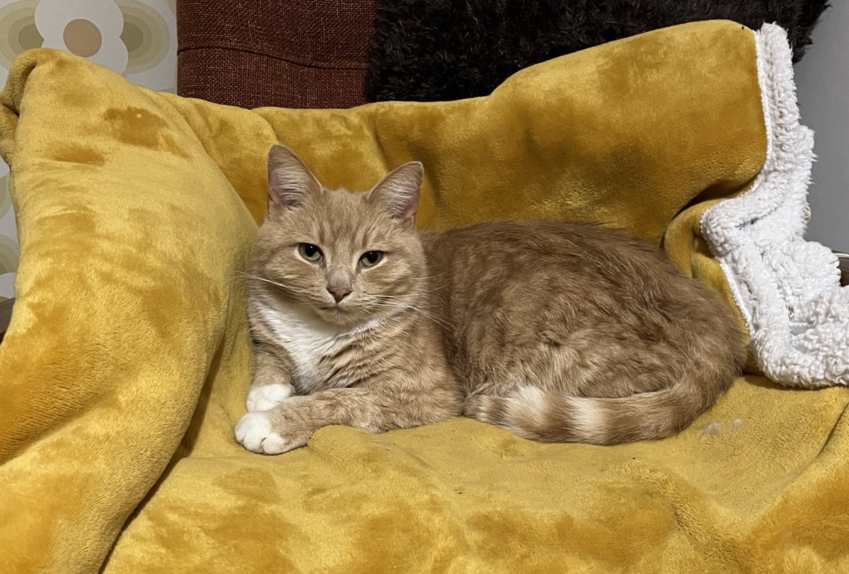 erics_escapades's tweet photo. Good morning and happy Monday. I’m not ready for the week to start yet, so in protest I’m not moving from this cosy, heated blanket until I’m ready . Enjoy your day all 😻🧡 #CatsOfX #adoptdontshop  #rescuecat #catlovers #monday https://t.co/9rtr9bl5zf